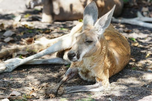 Red Kangaroo, Macropus rufus, photo was taken in Australia