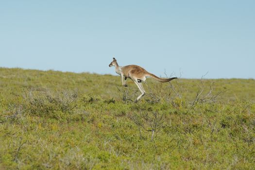 Red Kangaroo, Macropus rufus, photo was taken in the Nambung National Park, Western Australia