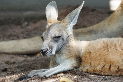 Red Kangaroo, Macropus rufus, photo was taken in Australia