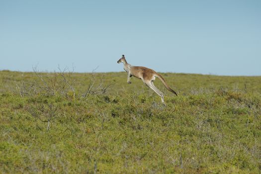 Red Kangaroo, Macropus rufus, photo was taken in the Nambung National Park, Western Australia