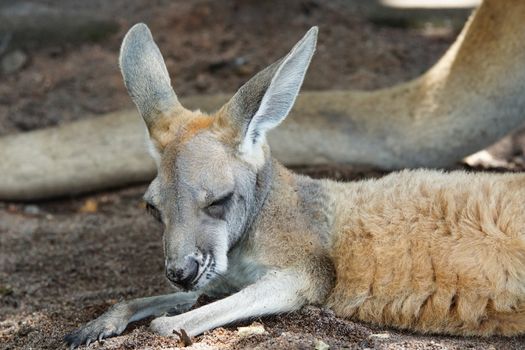 Red Kangaroo, Macropus rufus, photo was taken in Australia