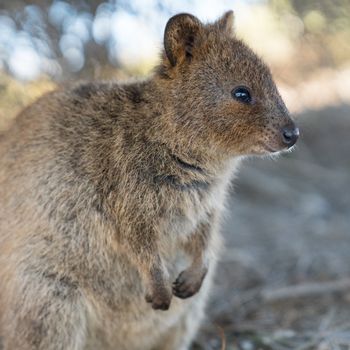 Quokka, Setonix brachyurus, image was taken on Rottnest Island, Western Australia