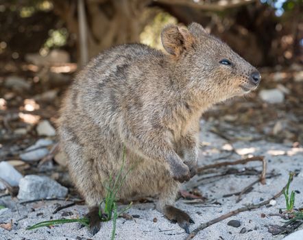 Quokka, Setonix brachyurus, image was taken on Rottnest Island, Western Australia