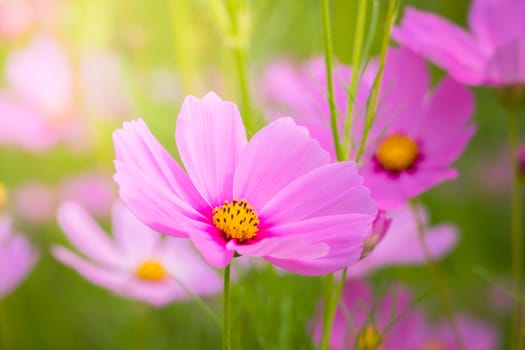 The background image of the colorful flowers, background nature