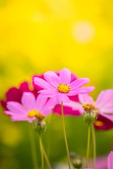 The background image of the colorful flowers, background nature