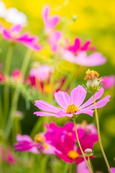 The background image of the colorful flowers, background nature