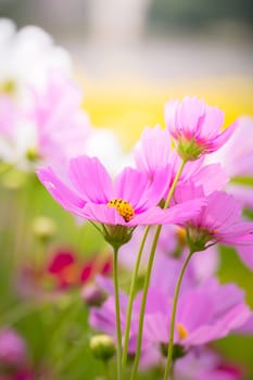 The background image of the colorful flowers, background nature