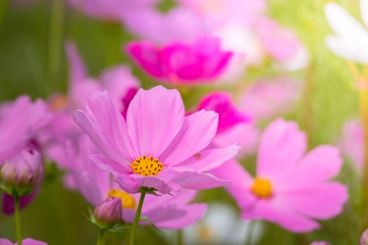 The background image of the colorful flowers, background nature