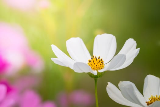 The background image of the colorful flowers, background nature