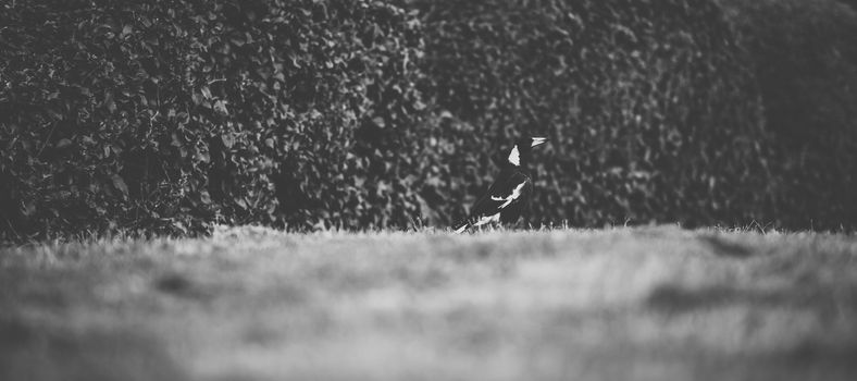 Australian magpie outside during the day time.