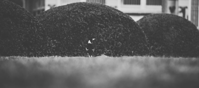 Australian magpie outside during the day time.