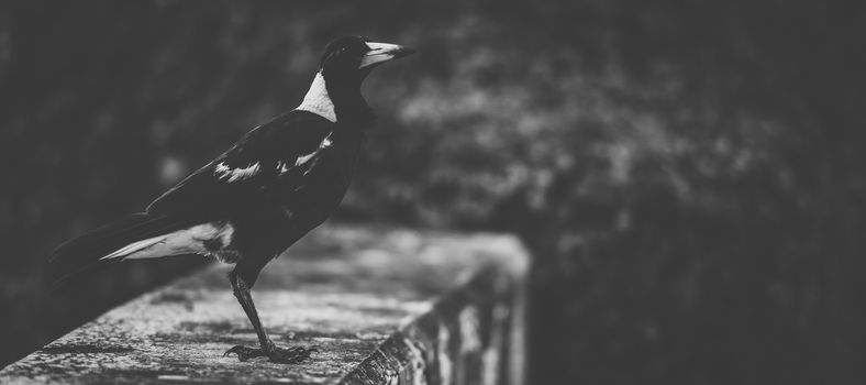 Australian magpie outside during the day time.