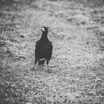 Australian magpie outside during the day time.