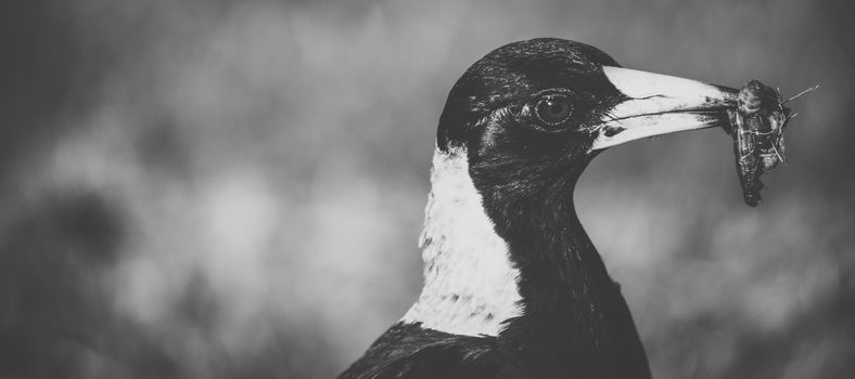 Australian magpie outside during the day time.