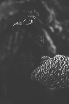 Peacock outdoors during the daytime amongst nature.