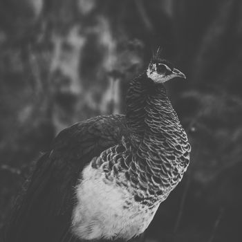 Peacock outdoors during the daytime amongst nature.