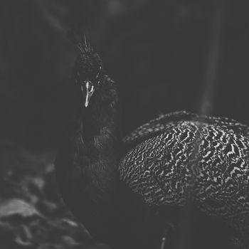 Peacock outdoors during the daytime amongst nature.