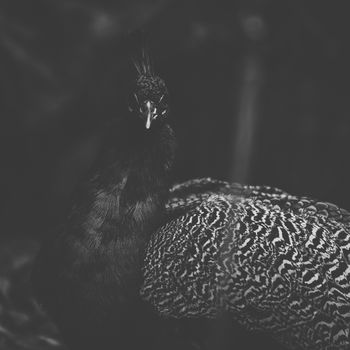 Peacock outdoors during the daytime amongst nature.