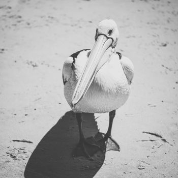 Pelicans outside during the day time.