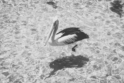 Pelicans outside during the day time.