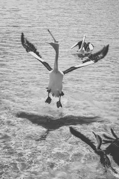 Pelicans outside during the day time.