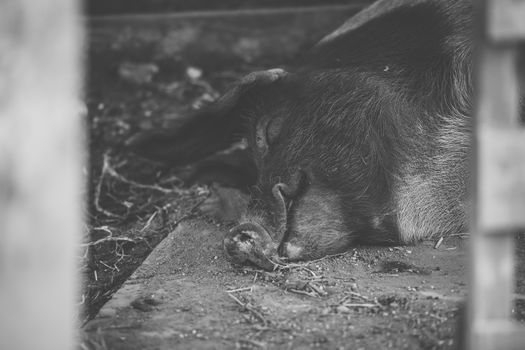 Pig on the farm during the day time.