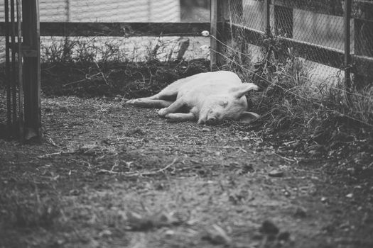 Pig on the farm during the day time.