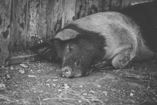 Pig on the farm during the day time.