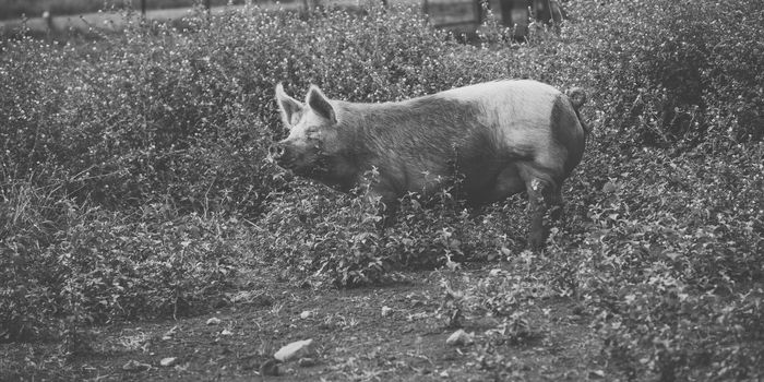 Pig on the farm during the day time.