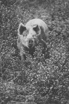 Pig on the farm during the day time.