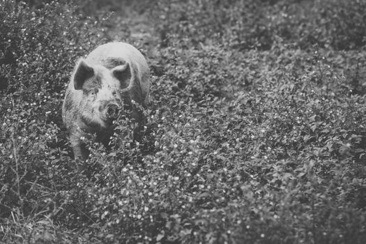 Pig on the farm during the day time.