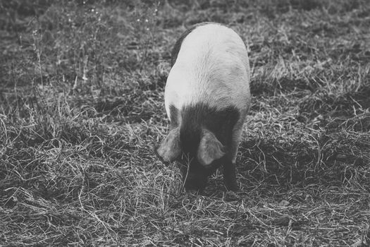 Pig on the farm during the day time.