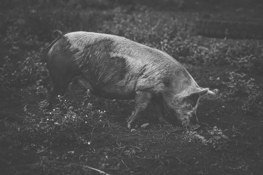 Pig on the farm during the day time.