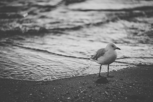 Seagull on the beach during the day time.