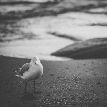 Seagull on the beach during the day time.