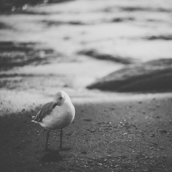 Seagull on the beach during the day time.