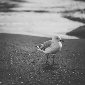 Seagull on the beach during the day time.