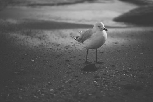 Seagull on the beach during the day time.