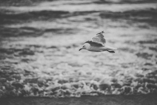 Seagull on the beach during the day time.