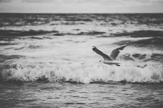 Seagull on the beach during the day time.