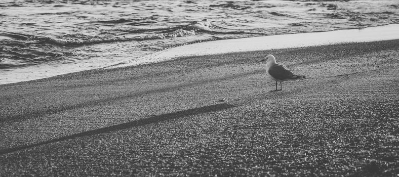 Seagull on the beach during the day time.