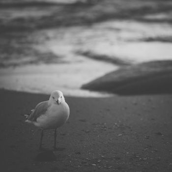 Seagull on the beach during the day time.