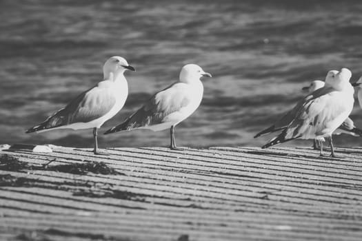 Seagull on the beach during the day time.