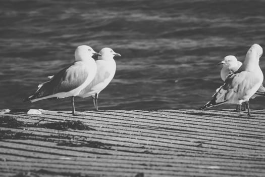 Seagull on the beach during the day time.