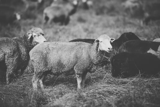 Sheep on the farm during the day time.