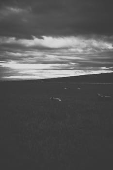 Sheep on the farm during the day time.