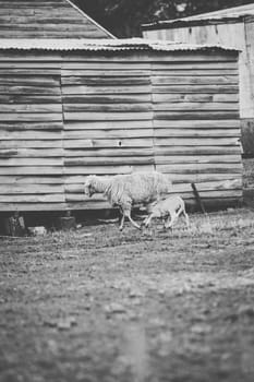 Sheep on the farm during the day time.