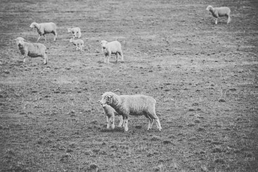 Sheep on the farm during the day time.