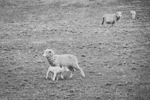 Sheep on the farm during the day time.