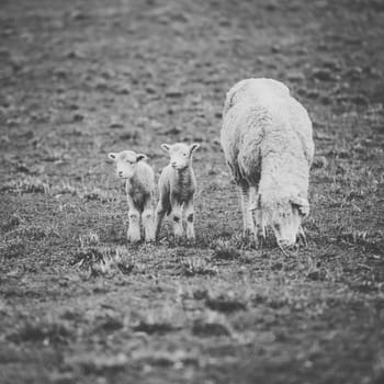 Sheep on the farm during the day time.